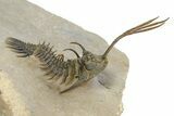 Spiny Trident Walliserops Trilobite - Foum Zguid, Morocco #350530-1